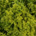 Mooskranz künstlich dekorativ für Tisch oder Tür 28cm | Floristik24.de