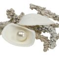 Floristik24 Muschel-Mix mit Perle und Holz Weiß 200g