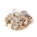 Floristik24 Muschelmix Natur 500g