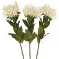 Nadelkissen Kunstblumen Exoten Protea Leucospermum Creme 73cm 3St
