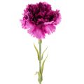 Floristik24 Nelke Kunstblume zweifarbig Langer Stiel 56cm Bund mit 8St