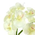 Floristik24 Orchidee Creme-Weiß L57cm 6St