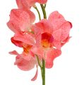 Orchidee Mokara Lachs 50cm 6St