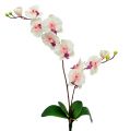 Floristik24 Orchidee mit 2 Zweigen 60cm Weiß-Rosa