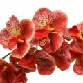 Floristik24 Künstliche Orchidee Phaelaenopsis Rot, Orange H81cm