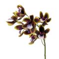 Floristik24 Orchidee Cymbidium Grün, Lila L38cm 4St