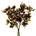 Floristik24 Orchidee Cymbidium Grün, Lila L38cm 4St