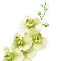 Floristik24 Orchidee Künstlich Gelb Grün Phalaenopsis L83cm