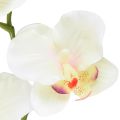 Floristik24 Orchidee Phalaenopsis künstlich 6 Blüten Creme Rosa 70cm