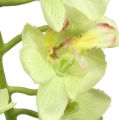 Floristik24 Orchidee 56cm Hellgrün