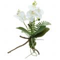 Orchidee Weiß mit Moosballen und Wurzeln 36cm