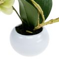 Floristik24 Orchideen im Topf Grün H30cm
