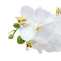 Floristik24 Orchideenzweig Weiß L58cm