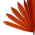 Floristik24 Palmspear Sun Orange 30St