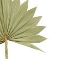 Floristik24 Palmspear Sun mini Natur 50St