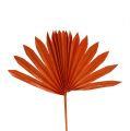 Palmspear Sun mini Orange 50St