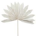 Floristik24 Palmspear Sun mini weißgewaschen 50St