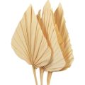 Floristik24 Palmspear Palmenblätter Naturdeko Gebleicht 12,5×38cm 4St