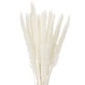 Floristik24 Pampasgras Trockenblumen gebleicht 70cm 15St