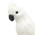 Floristik24 Papageien mit Federn Weiß Künstlicher Kakadu Deko-Vogel 4St