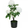 Floristik24 Künstliche Paeonia, Pfingstrose im Topf, Dekopflanze Weiß blühend H57cm