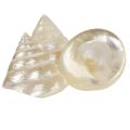 Perlmutt Kreiselschnecke Meeresschnecken Deko 5–6cm 6 St | Floristik24.de