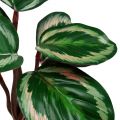Floristik24 Pflanze Tropical Grün, Pink 20cm