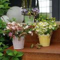 Eimer zum Bepflanzen, Übertopf mit Henkeln, Metalldeko Rosa/Grün/Gelb Shabby Chic Ø16,5cm H15cm 3er-Set