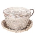 Floristik24 Korb Tasse mit Unterteller Dekoration große Tischdeko 34cm
