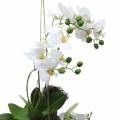 Floristik24 Orchidee mit Farn und Moosballen künstlich Weiß Hängend 64cm
