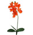 Floristik24 Künstliche Orchidee mit Blättern Orange 35cm