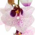 Künstliche Orchidee Phaleanopsis Weiß, Lila 43cm