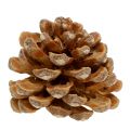 Floristik24 Pinienzapfen Pinus Pinea Zapfen creme gemischt 5-18cm 25St