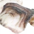 Floristik24 Capiz-Muscheln, natürliche Muschelschalen, Naturartikel Perlmuttfarben, Violett 4–16cm 430g