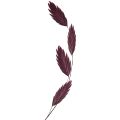 Plattährengras Trockengras Chasmantium Lila 70cm 10 St | Floristik24.de