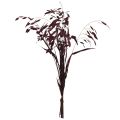 Plattährengras Trockengras Chasmantium Lila 70cm 10 St | Floristik24.de
