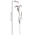 Plattährengras Trockengras Chasmantium Lila 70cm 10 St | Floristik24.de