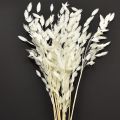 Floristik24 Plattährengras Trockengras Chasmantium Weiß 70cm 10 St