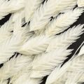 Plattährengras Trockengras Chasmantium Weiß 70cm 10 St | Floristik24.de