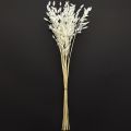 Plattährengras Trockengras Chasmantium Weiß 70cm 10 St | Floristik24.de