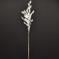 Plattährengras Trockengras Chasmantium Weiß 70cm 10 St | Floristik24.de