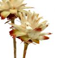 Leucospermum 1-3 Mix creme 100 Köpfe | Floristik24.de