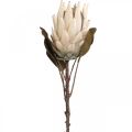 Protea Künstlich Verwelkt Drylook Beige Braun Grün 72cm