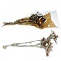 Floristik24 Exoten Mix Protea Rosette Natur, Weiß gewaschen Trockenblume 9St