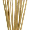 Floristik24 Rattan Stiele 100cm Natur 20St