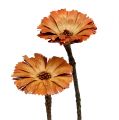 Floristik24 Repens Rosette Natur 6-7cm 50St