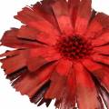 Repens Rosette Rot 8cm - 9cm 25 St | Floristik24.de