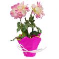 Floristik24 Rondella Ø48cm zweifarbig Pink-Grün 50St