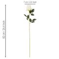 Kunstblume Rose Langer Stiel für Vase 62cm 12St | Floristik24.de