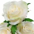 Weiße Rose am Stiel, Seidenblume, künstliche Rose 3St